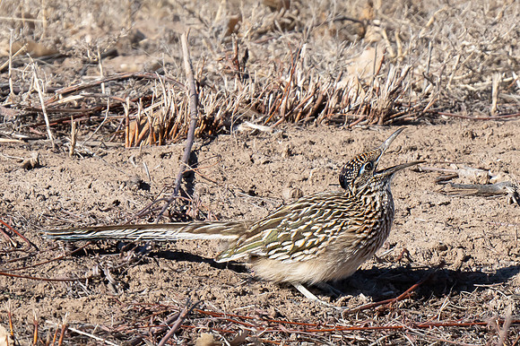 Feeding Greater Roadrunner (Geococcyx californianus)
