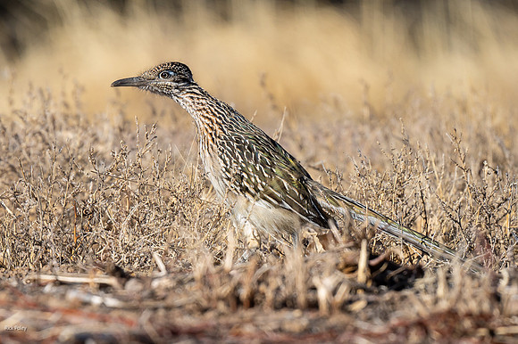 Foraging Greater Roadrunner (Geococcyx californianus)