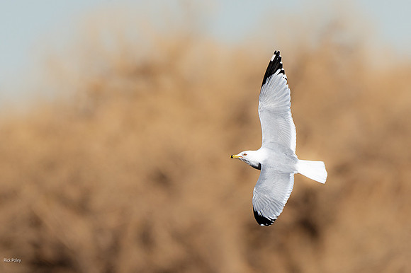 Flying Ring-billed Gull (Larus delawarensis)