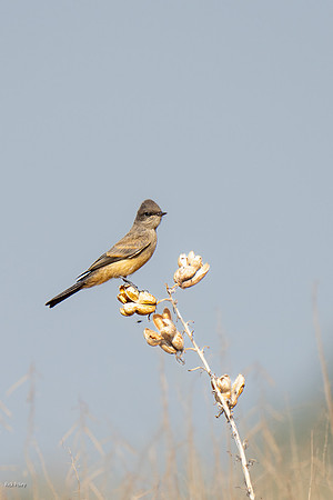 Say's Phoebe (Sayornis saya) Perched on Yucca Seed Pods