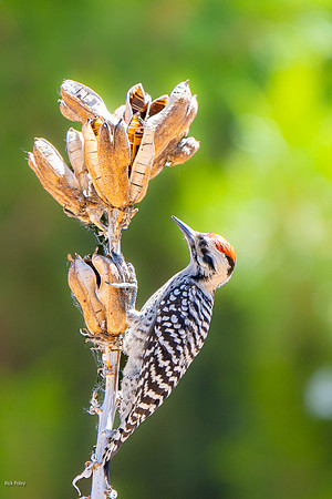 Ladder-backed Woodpecker (Dryobates scalaris) Foraging Yucca See