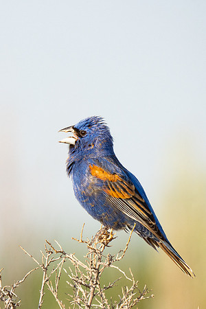 Blue Grosbeak (Passerina caerulea) Singing