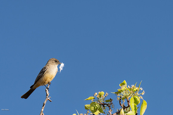 Say's Phoebe With Nesting Material