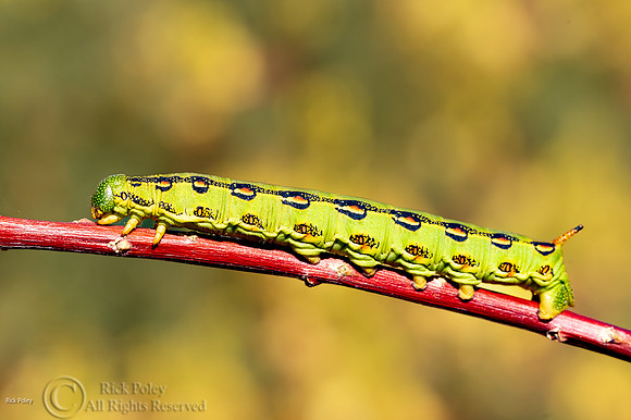 White-lined Sphinx Moth (Hyles lineata) Caterpillar