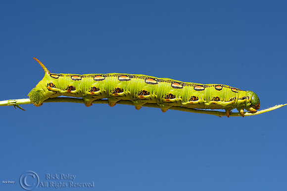 White-lined Sphinx Moth (Hyles lineata) Caterpillar