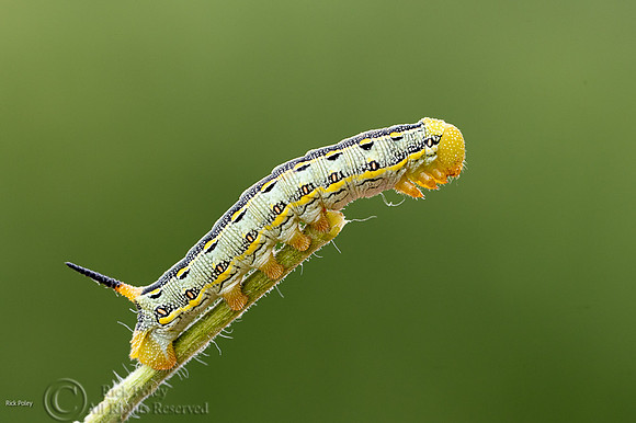 White-lined Sphinx Moth (Hyles lineata) Caterpillar