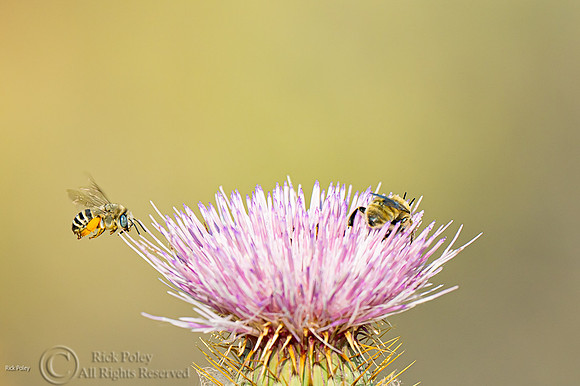Long-tongued Bee (Anthophora centriformis) Feeding at Thistle Fl