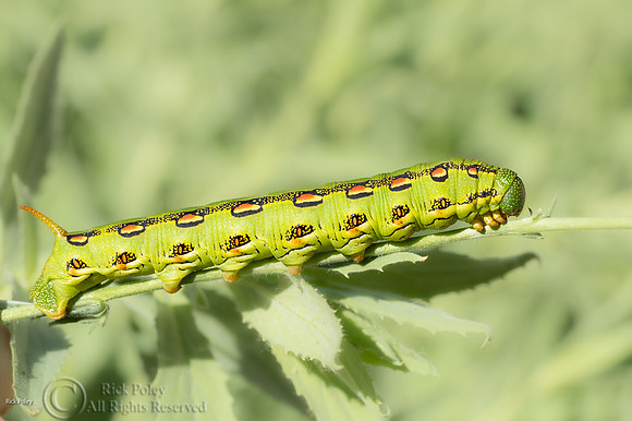 White-lined Sphinx Moth (Hyles lineata) Caterpillar