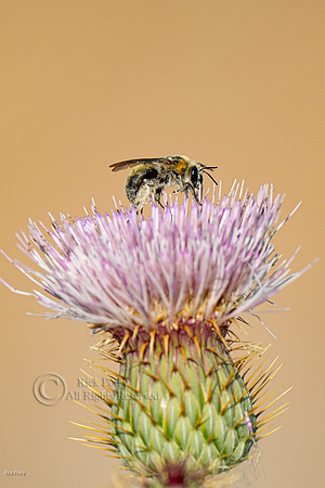 Native bee (Anthophora centriformis) Foraging on Thistle Flower