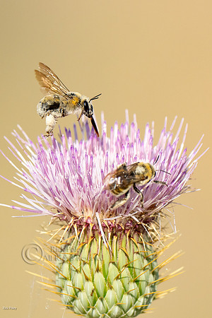 Foraging Native Bees, NM