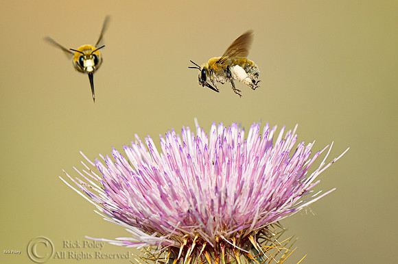 Foraging Native Bees, NM