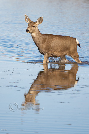 Mule Deer (Odocoileus hemionus) Doe