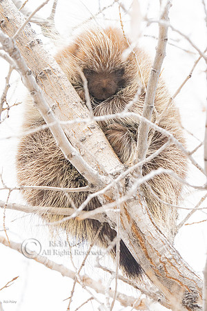 Porcupine (Erethizon dorsatum)