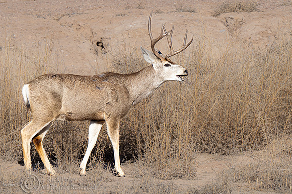 Mule Deer (Odocoileus hemionus) Buck