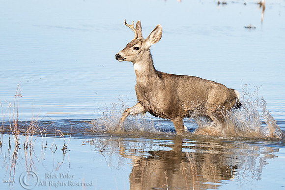 Young Mule Deer (Odocoileus hemionus) Buck Running Through Wetla