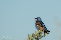 Singing Male Blue Grosbeak (Passerina caerulea) with Breeding Pl