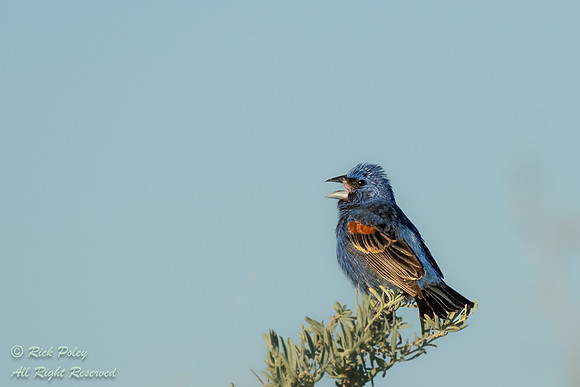 Singing Male Blue Grosbeak (Passerina caerulea) with Breeding Pl