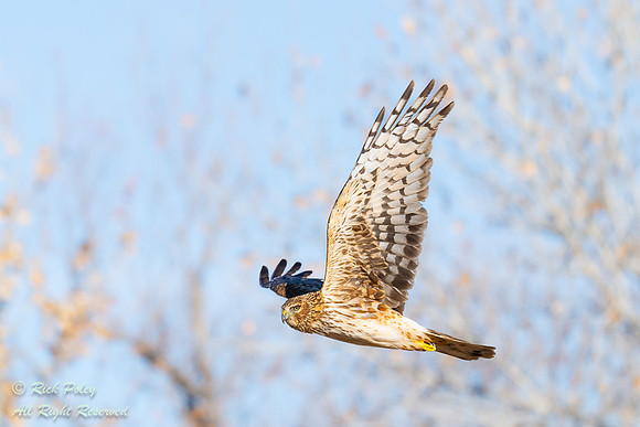 Northern Harrier (Circus cyaneus) in Flight, NM
