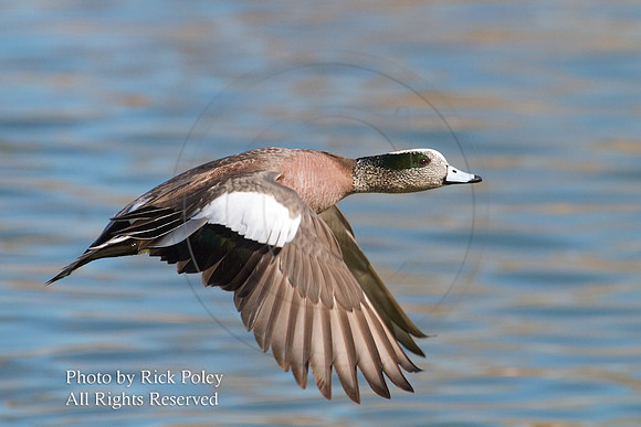 American Wigeon