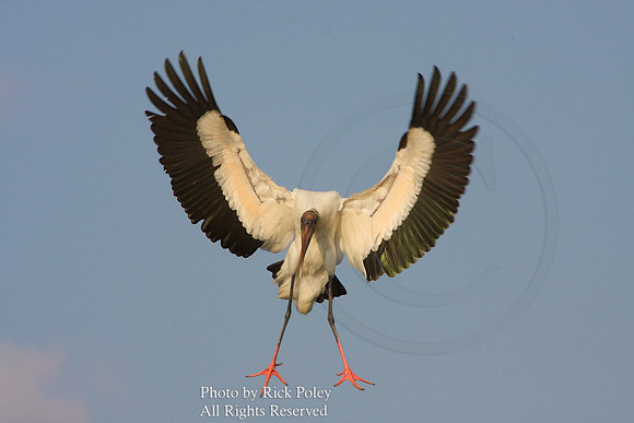 Wood Stork Cupping Wings