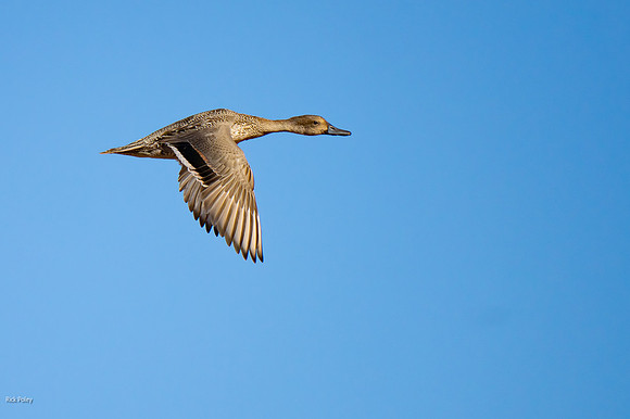 Flying Female Northern Pintail (Anas acuta)