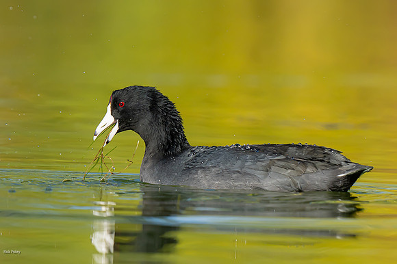 Foraging American Coot (Fulica americana)