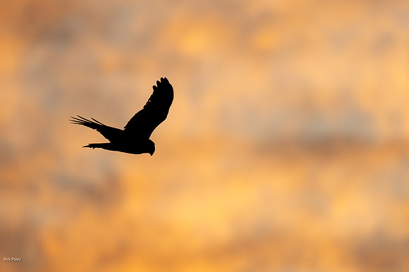 Northern Harrier (Circus cyaneus) in Gold en Dawn Light