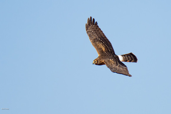 Flying Female Northern Harrier (Circus cyaneus)