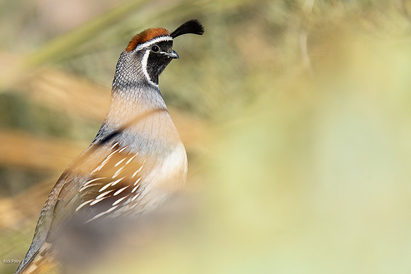 Male Gambel's Quail (Callipepla gambelii)