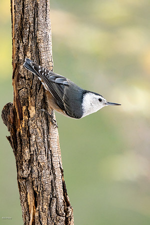 White-breasted Nuthatch (Sitta carolinensis)