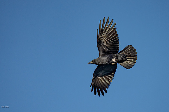 Flying American Crow (Corvus brachyrhynchos)