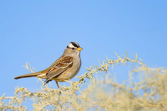 White-crowned Sparrow (Zonotrichia leucophrys)
