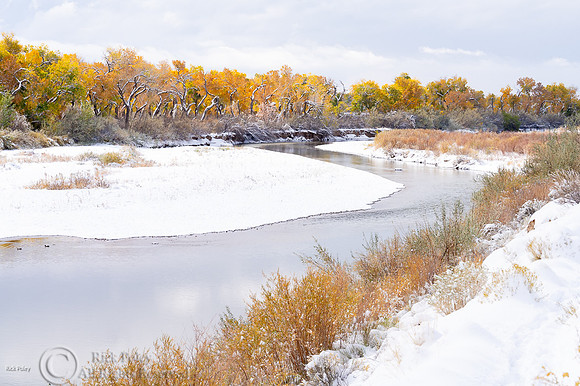 First Snowfall & Autumn Bosque Along the  Rio Grande River, NM