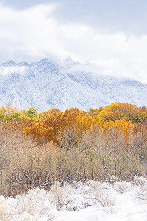 First Autumn Snowfall Along Rio Grande Bosque at the Base of San