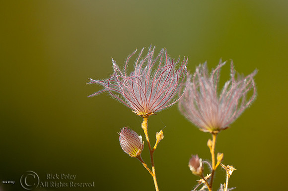 Flowering Apache Plume (Fallugia paradoxa)
