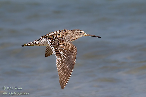 Migrating Short-billed Dowitcher (Limnodromus griseus) in Flight