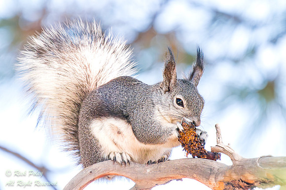 Abert's Squirrel (Sciurus aberti) Feeding, CO