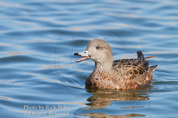 American Wigeon (Anas americana)