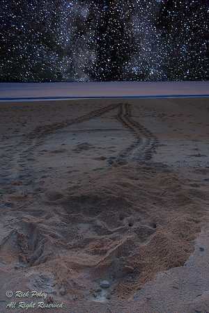 Loggerhead Sea Turtle (Caretta caretta) Under the Stars, FL