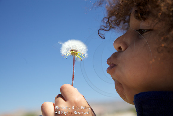 Young Boy & Dandelion