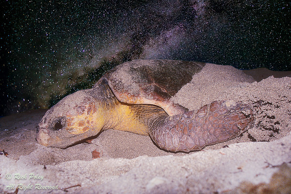 Nesting Loggerhead Sea Turtle (Caretta caretta) Under the Milky