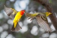 Quarreling Male & Female Western Tanagers (Piranga ludoviciana),
