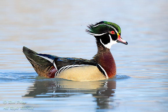 Drake Wood Duck (Aix sponsa) Posturing,  NM