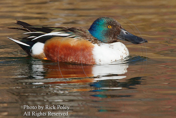 Drake Northern Shoveler with Breeding Plumage