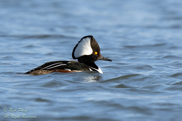 Drake Hooded Merganser (Lophodytes cucullatus), NM