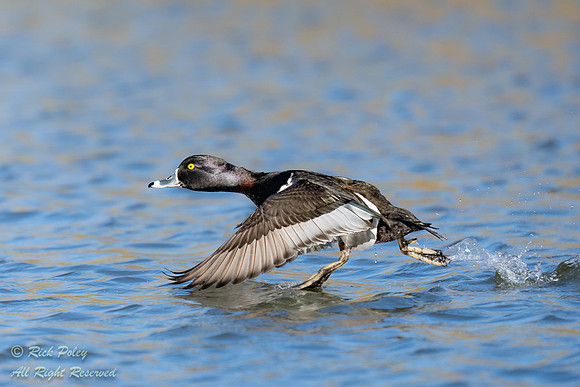 Drake Ring-necked Duck (Aythya collaris) Running on Take-off, NM