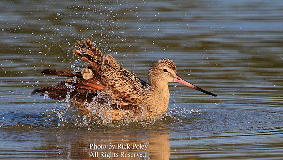 Marbled Godwit (Limosa fedoa) Bathing