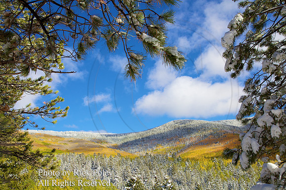 First Autumn Snowfall With Aspens, Spruce & Fir Trees
