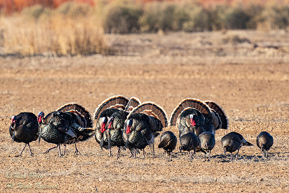 Displaying Wild Tom Turkeys (Meleagris gallopavo), NM