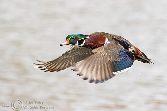Flying Drake Wood Duck (Aix sponsa)